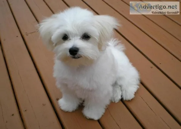 Two teacup maltese puppies