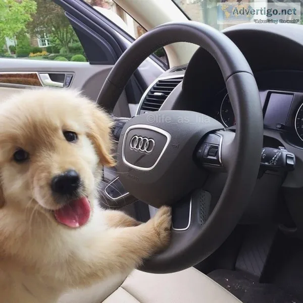 Golden Retriever babies