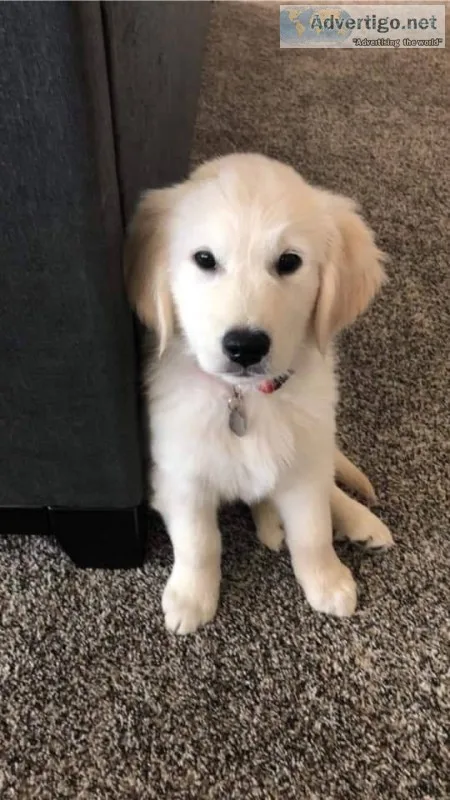 Young golden retriever puppies