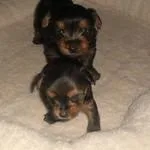 Beautiful Yorkie Puppy available for free adoption