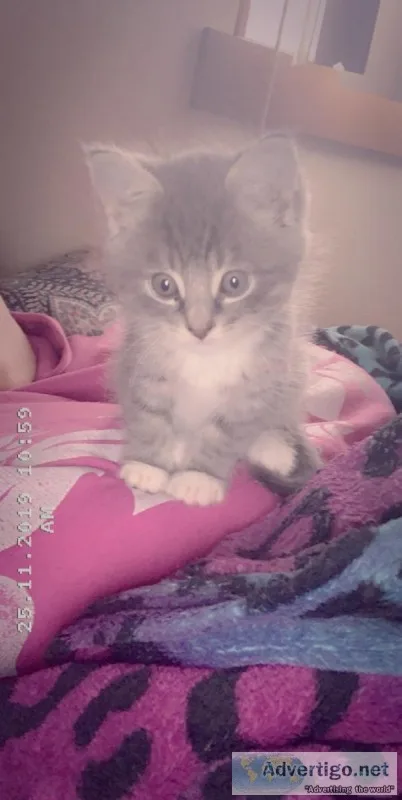 9-10 week old male kitten