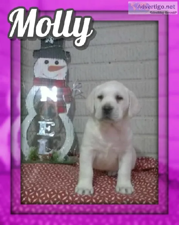 Molly Female AKC Labrador Retriever