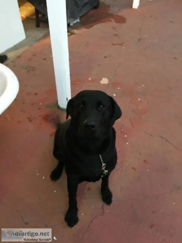 Sheprador puppies