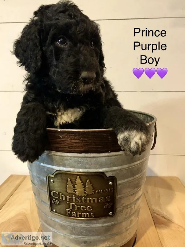 Goldendoodle Puppies F1B Black and White