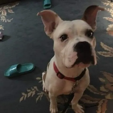 Boxer Valley Bulldog Mix