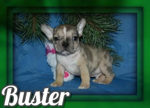 Buster Male French Bulldog Mix
