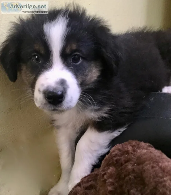 Mini Australian Shepherd Puppy