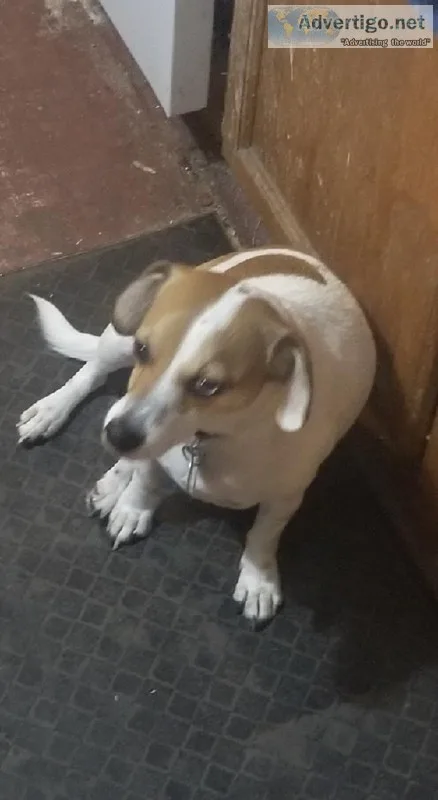 Sweet Jack Russell