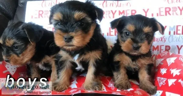 Purebred Yorkie Males