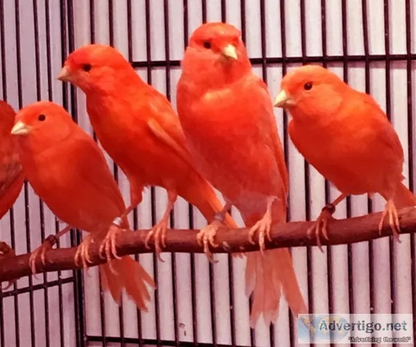 Male Red Factor Canaries for Sale