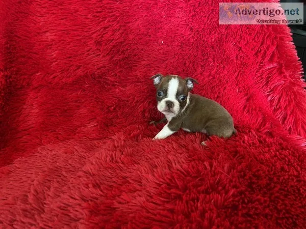 Boston Terrier Puppies