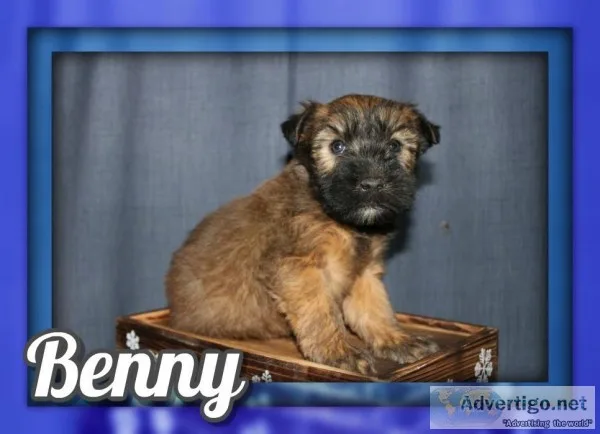 Benny Male AKC Soft Coated Wheaten Terrier