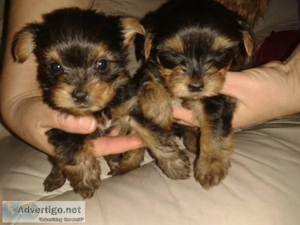 Free adorable for Yorkie Puppies for free Adoption