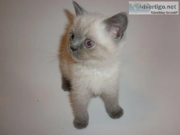Cute British Blue and Colourpoint Shorthair Kittens