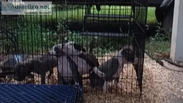 American blue bully pups 8wks old
