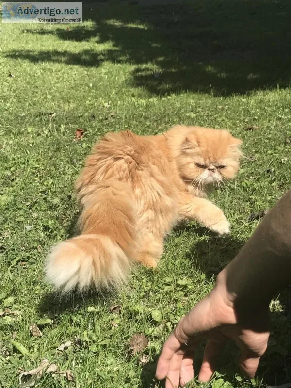 Persian Cat