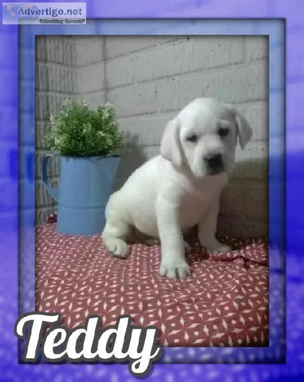 Teddy Male AKC Labrador Retriever