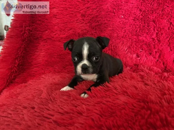 Boston Terrier Puppies