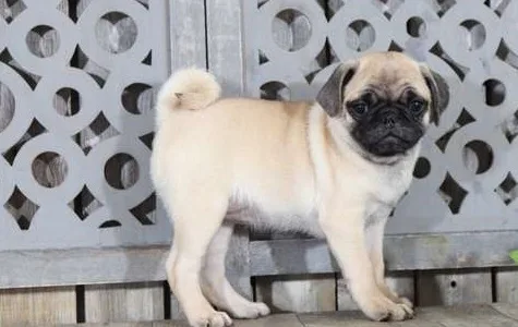 Cute pug puppies available