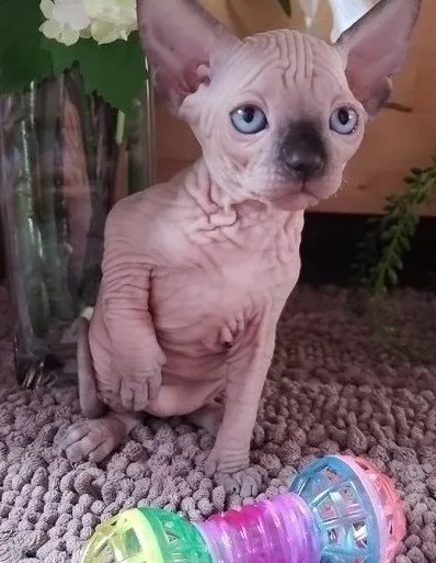 Sphynx kittens ready