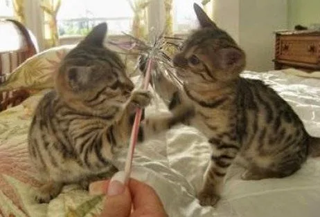 Bengal kittens ready