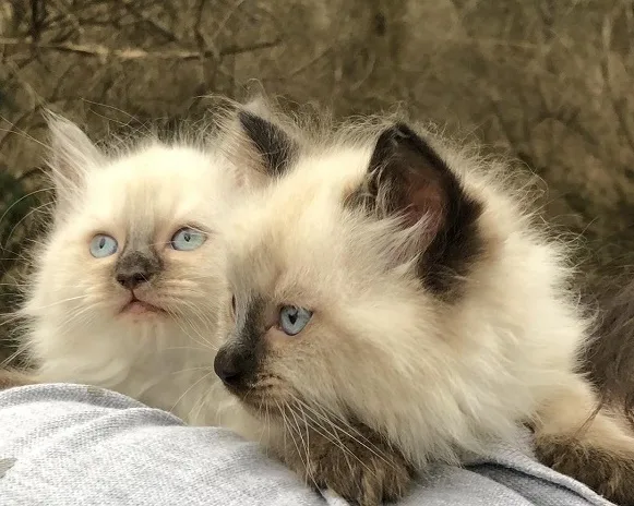 Ragdoll kittens for sale