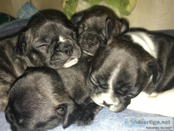 French bulldog puppies