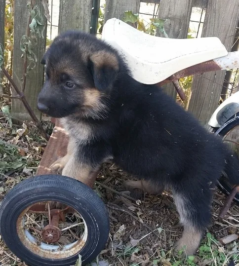 German shepherd puppies ready
