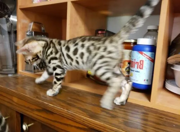 Bengal kittens ready