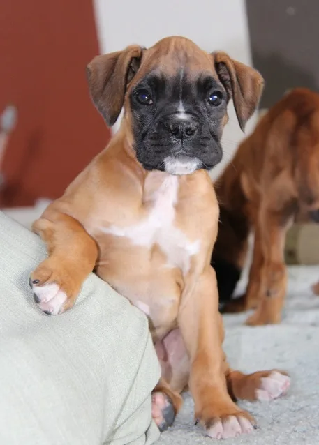 Boxer puppies ready
