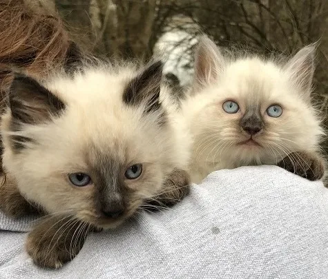 Ragdoll kittens for sale
