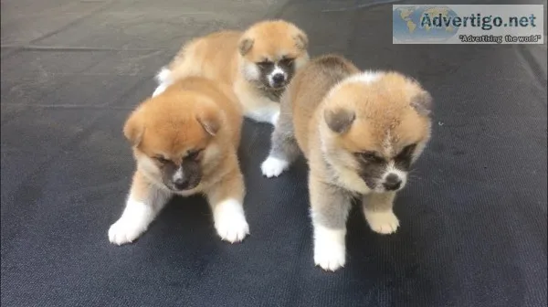Male and female akita puppies available