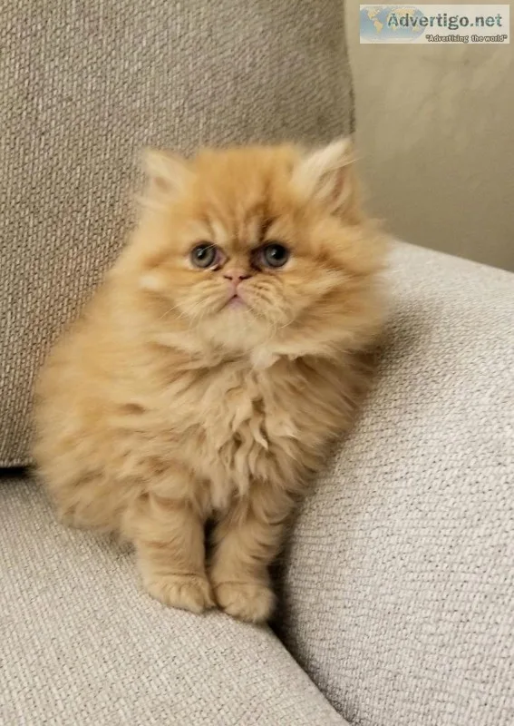 Persian