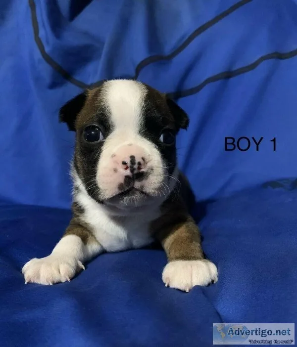 Boston terrier puppies super rare colours