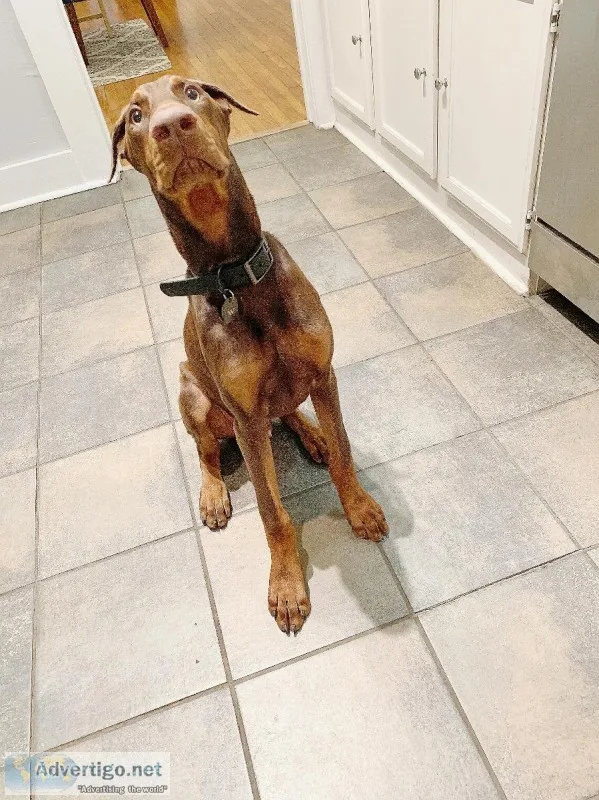 European Doberman