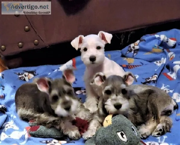 Miniture Schnauzer Puppys for sale