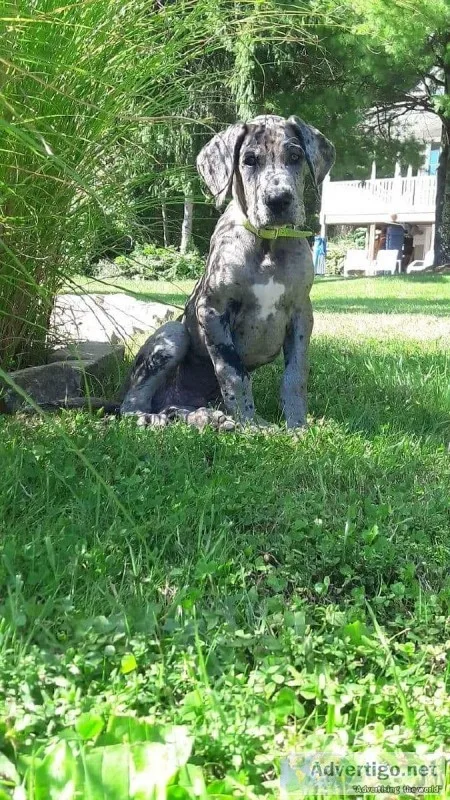 11 Week Old Merle Great Dane Puppy