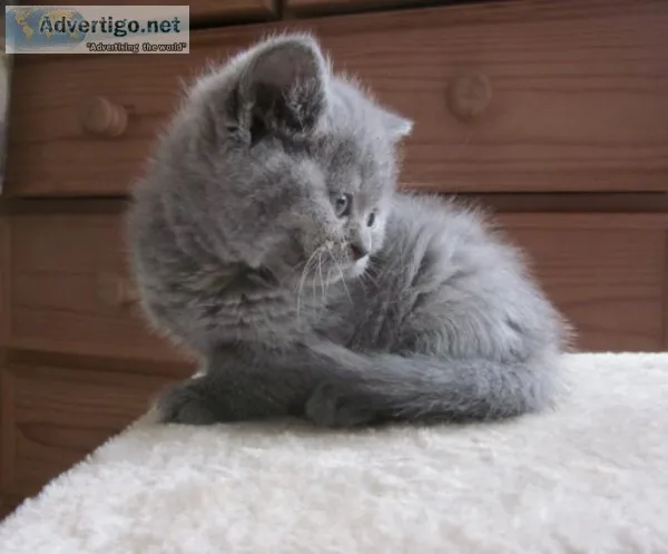 Female  beautiful young british shorthair kitten