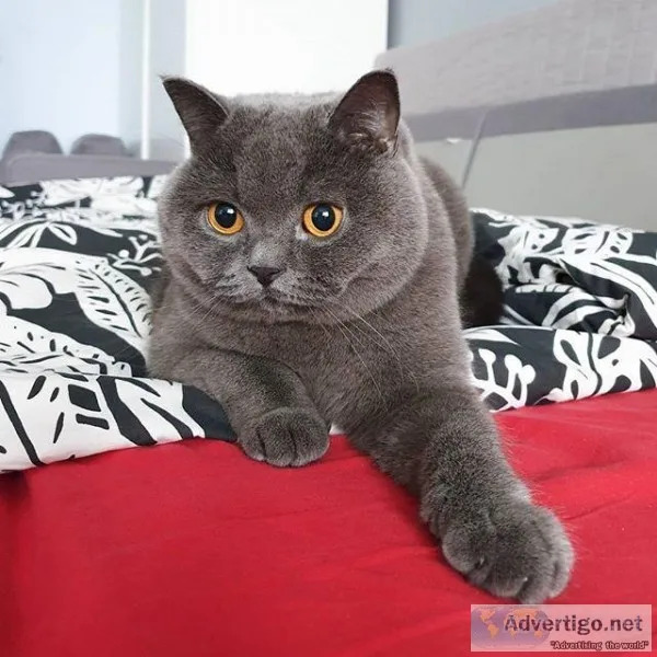 Cute British Shorthair cat for sale.