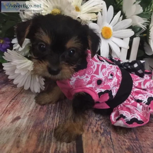 Tiny Shorkie Puppies Hypoallergenic Non-shedding