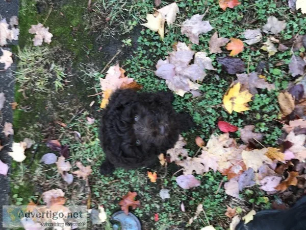 Pedigree Chocolate Schnoodle Puppy Immaculate Plus Many Extras
