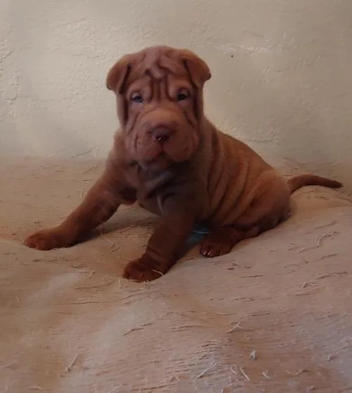 AKC Choco Babies Chinese Shar-Pei pups