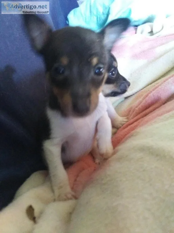 Toy fox terrier puppyd