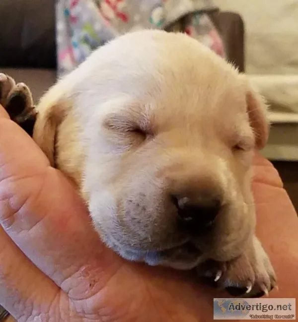 Yellow Labs