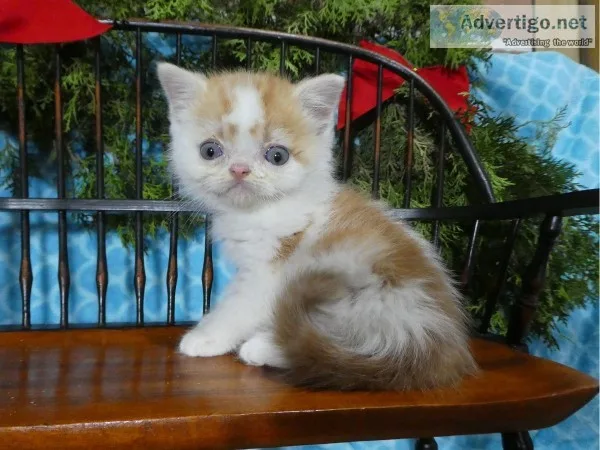 Exotic Short Hair Hybrid Kitten