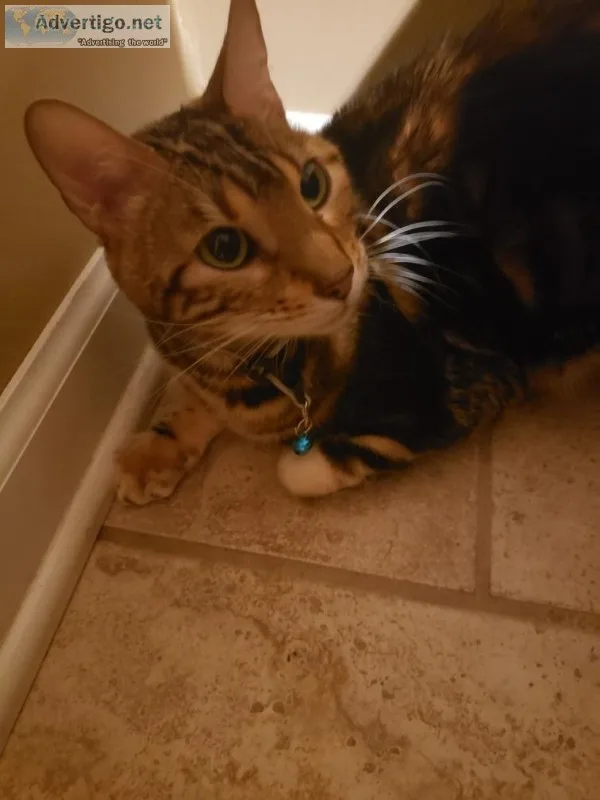 Female Bengal Cat