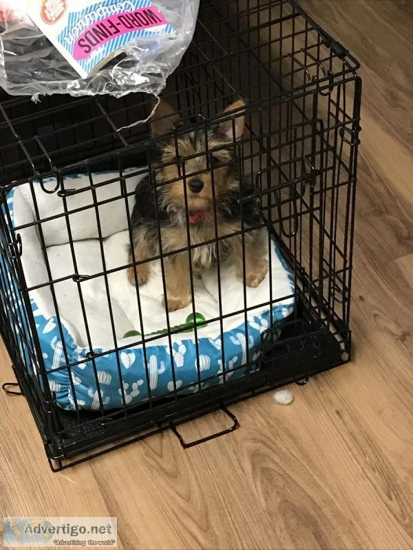 Yorkie 5 months old