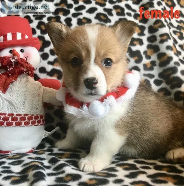 Corgi puppy