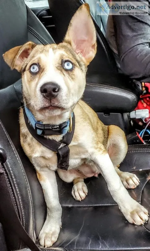12 week old female husky mix puppy with 1st set of shots