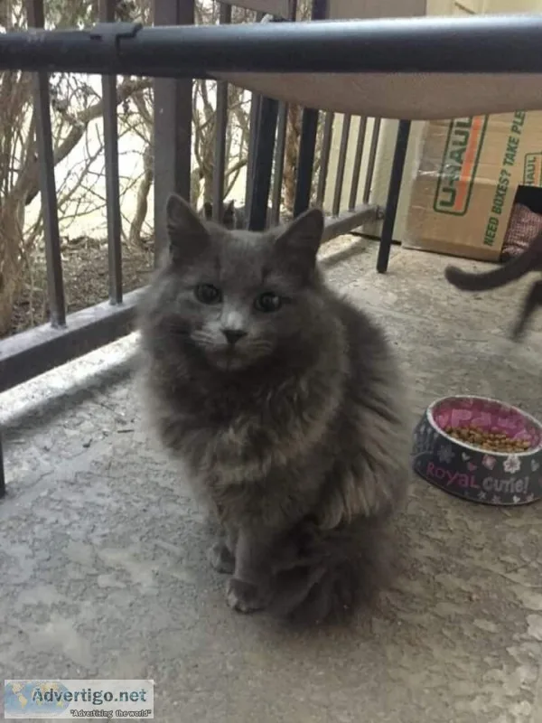 Beautiful cats needs home